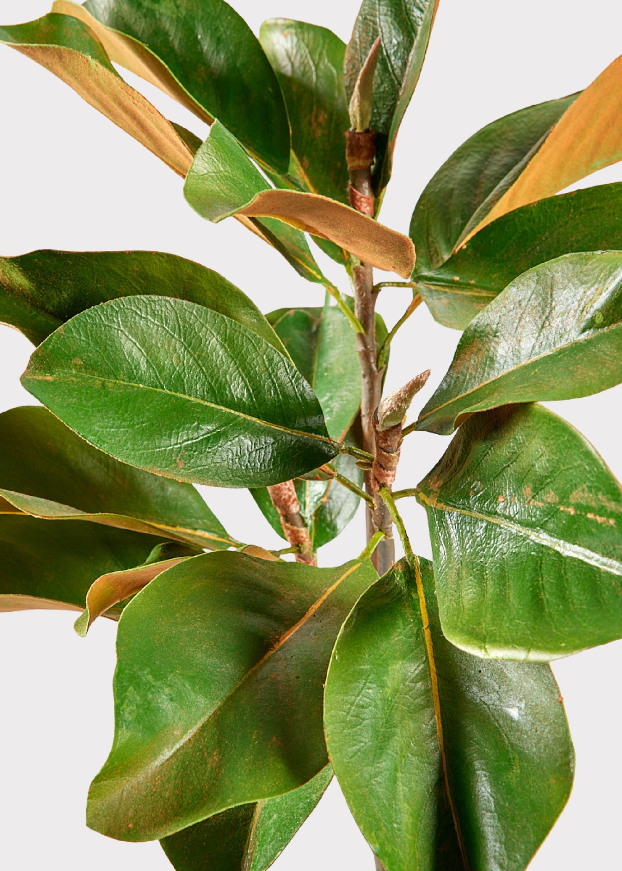Artificial Flower Leaf Realistic Magnolia Branch with Green Leaves 41"
